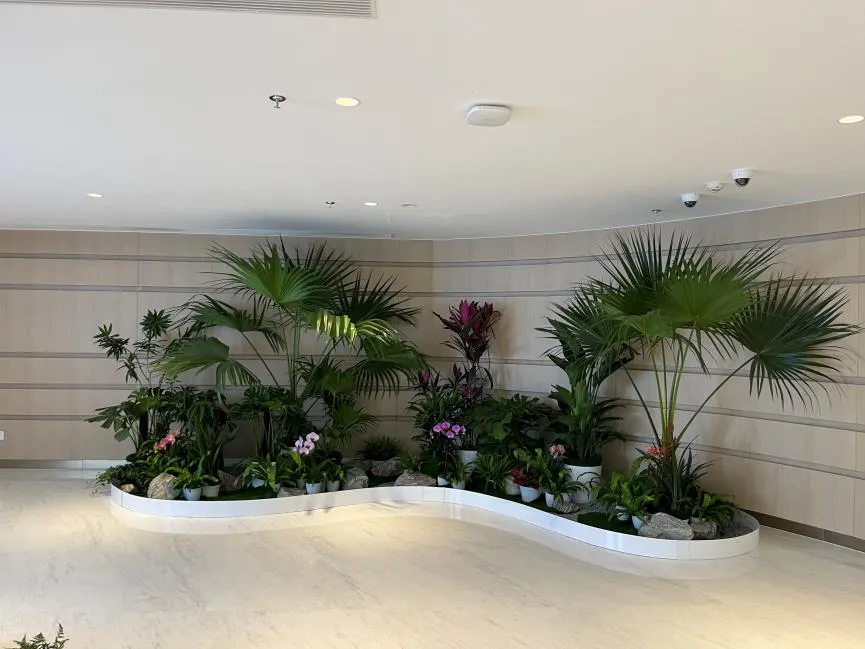 宁波杭州湾绿植出租，优质服务等你来享！