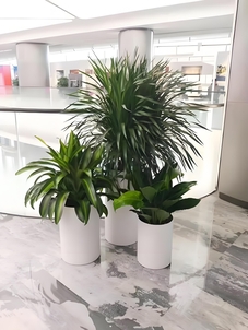 宁波海曙花卉租摆价格究竟如何？速来一探究竟！